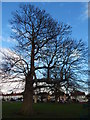 Trees in Whitehouse recreation ground (looking East)