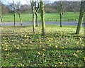 Crocuses on a roundabout