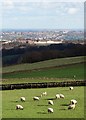 Sheep and school view - High Storrs