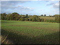 Crop field off Beggars Lane