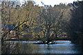 The lake at Deerpark near Herodsfoot