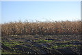 TG2636 : Field of maize by N Chadwick