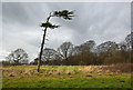 A wind vane pine by Red Scar Wood