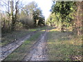 Track through Whiteways Plantation