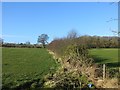 Hedge, Sutton Hill