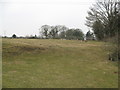SO3384 : Shropshire field at Lower Down by Martin Richard Phelan