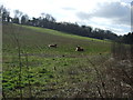 Grazing, Kimpton Bottom