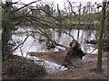 Fallen tree by the River Swale