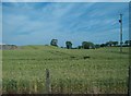 Cropland north of Ballydugan Road