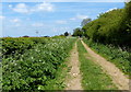 Moor Leys Lane in Waltham on the Wolds