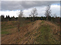 Summit area of Wapley Hill