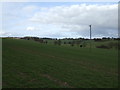 Crop field near Cannons Farm