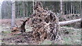 Recently fallen tree due to weather