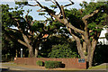 Trees on Sandbanks Road, Parkstone