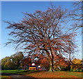 Beech tree and netball court, Brookdale Park, Newton Heath