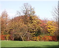 SD8900 : Trees in Brookdale Park, Newton Heath by Linden Milner