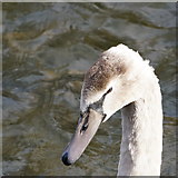 SK2168 : Mute swan, adolescent by Peter Barr