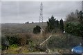 North Cornwall : Roadside Hedge