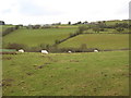 Fields near Pwll-pridd