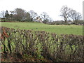 Field near Ty-uchaf