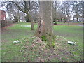 Snowdrops, Platt Fields, Manchester