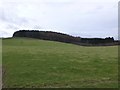 Undulating woods beyond pasture