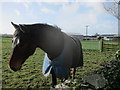 Equine grazing land at Nursebatch Farm