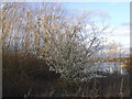 Hawthorn blossom on the Welsh Harp