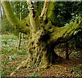 Gnarled tree