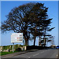 Oak at the eastern edge of Segontium Roman Fort, Caernarfon 