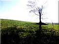 Tree and shadow, Greenan