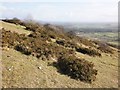 Gorse covered slopes, Wavering Down