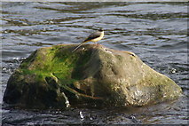 SD5191 : Grey Wagtail on a rock in the River Kent by Bill Boaden