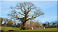 Tree and field gate near Newtownards