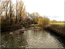TM3691 : River Waveney off Mill Pool Lane bridge by Geographer