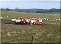 NU0105 : Sheep feeding from a trailer by Russel Wills