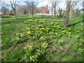 Daffodils in Mile End Park