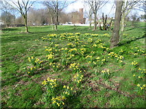 TQ3682 : Daffodils in Mile End Park by Marathon