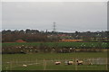 Sheep, seagulls and pylons from Stapleford Hill Road