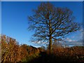 Tree on bridleway near Tigwell Farm