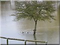 SU6189 : Ducks in the carpark by Bill Nicholls