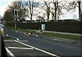 Goose crossing on Kings Road