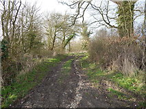 TL9442 : Path North of Edwardstone by Hamish Griffin