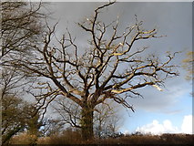 TL9442 : Tree at path North of Edwardstone by Hamish Griffin