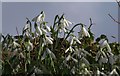 Snowdrops, Hollywood Lane