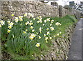 March daffodils