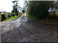 Byway going south from Brightstone Lane