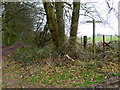 Footpath junction at Newton Common Plantation