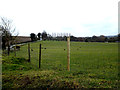 Hebridean Sheep in a field off Shotesham Road