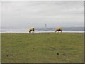 NT0079 : Two sheep, a power station and a bridge by M J Richardson